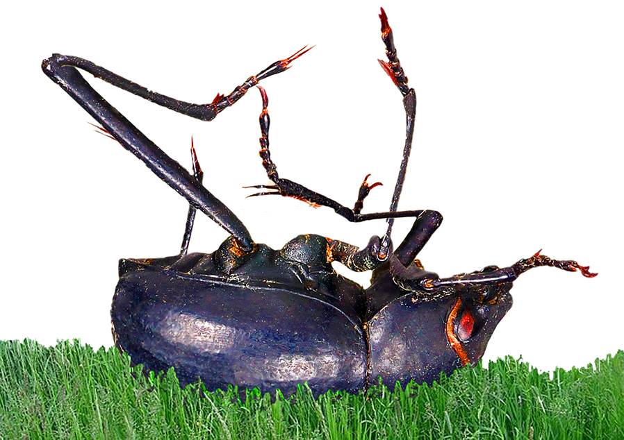 Ein Käfer liegt auf dem Rücken im Gras